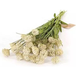 Buitengewoon de boet Kunst Tak Allium Creme - 