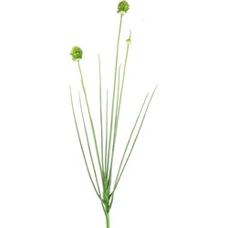 Countryfield Allium cepa groen - 