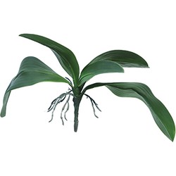 Nova nature Kunst Orchid leaves & roots lvs green - 35 cm - 