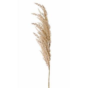 TopArt Pampasgras pluim losse steel/tak - creme wit - 100 cm - Decoratie kunst graspluimen -