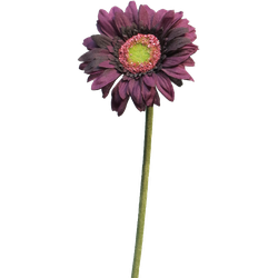 Nova nature Daisy gerbera aubergine 48 cm kunstbloem - 