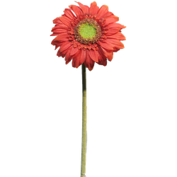 Nova nature Daisy Gerbera red 48 cm kunstbloem - 