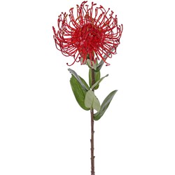 Driesprong collection Leucospermum cordifolium rood kunstbloem zijde nepbloem - 