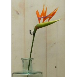 Warentuin mix Kunstparadijsvogelbloem strelitzia op steker oranje - 