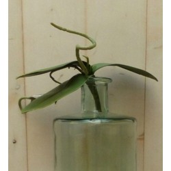Warentuin mix Kunstvlinderorchidee bladeren los - 