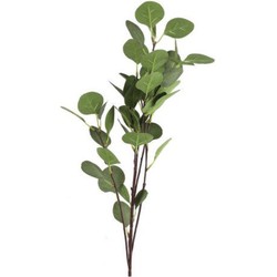 Countryfield Eucalyptus groen - 