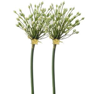 Emerald Allium/Sierui kunstbloem - 2x - losse steel - creme - 70 cm - Natuurlijke uitstraling -