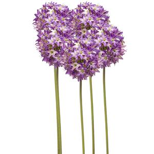 Emerald Allium/Sierui kunstbloem - 5x - losse steel - paars - 60 cm - Natuurlijke uitstraling -