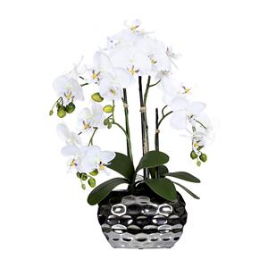 Phalaenopsis in ovale vaas, hoogte 550 mm, bloemen wit