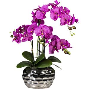 Phalaenopsis in ovale vaas, hoogte 550 mm, bloemen paars