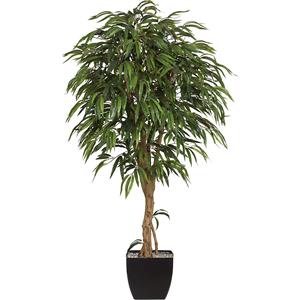 Ficus benjamina met natuurstam, hoogte 1800 mm, 1368 bladeren