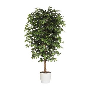 Ficus benjamina, natuurstam, met keramische pot, hoogte 1200 mm