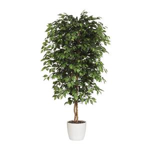 Ficus benjamina, natuurstam, met keramische pot, hoogte 1800 mm