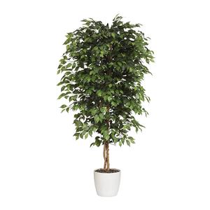 Ficus benjamina, natuurstam, met keramische pot, hoogte 2100 mm