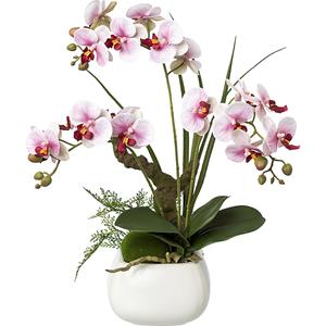 Phalaenopsis, real touch, hoogte 460 mm, bloemen lila
