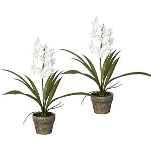 Cymbidium in een cementen pot, VE = 2 stuks, hoogte 430 mm, bloemen wit