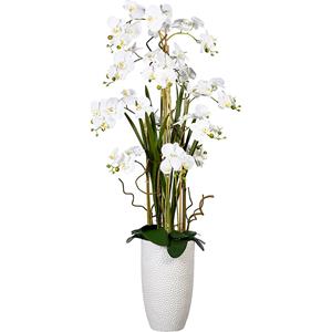 Phalaenopsis arrangement, in keramische vaas, hoogte ca. 1600 mm, bloemen wit