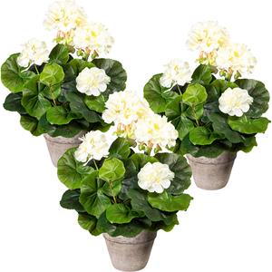 Geraniumstruik, VE = 3 stuks, in een cementen pot, crème