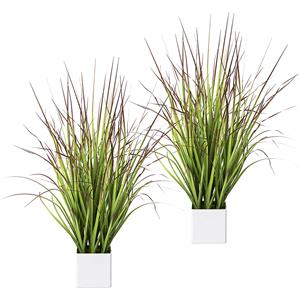 Bloedgras in een pot, VE = 2 stuks, hoogte 760 mm, groen-rood