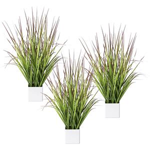 Bloedgras in een pot, VE = 3 stuks, hoogte 610 mm, groen-rood