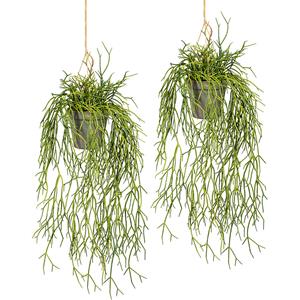 Rhipsalis hangplant, VE = 2 stuks, lengte ca. 600 mm, kunststof hangpot 100 x 100 mm