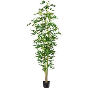 Sierhennepplant, in een kunststof pot, hoogte ca. 2100 mm