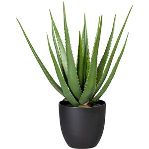 Aloë groen, in een kunststof pot, hoogte ca. 550 mm