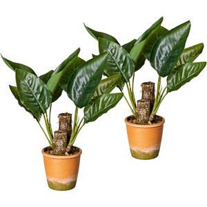 Canna bladplant, VE = 2 stuks, in een papieren pot met grind, hoogte ca. 450 mm