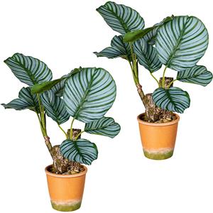 Calatheaplant, VE = 2 stuks, in een papieren pot met grind, hoogte ca. 450 mm