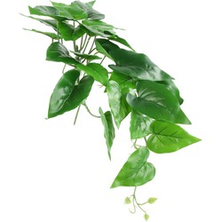 Countryfield Anubias nana 15x15x49 cm groen - 