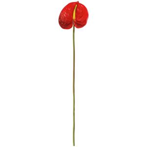 Vega Anthurium Maali; 68 cm (L); rood/groen