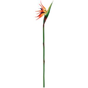Vega Strelizie Machi; 81x22 cm (LxB); oranje/geel/groen