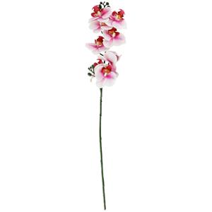 Vega Orchideeëntak Maarja; 61 cm (L); wit/rosa/groen