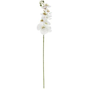 Vega Orchideeëntak Macey; 83 cm (L); wit/groen