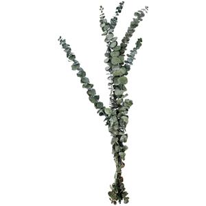 Eucalyptusplant Delian; 60 cm (L); groen