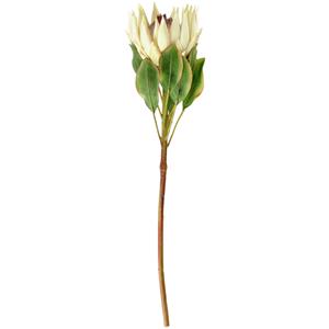 Vega Protea Maaret; 70x11 cm (LxB); wit/groen