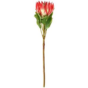 Vega Protea Maaret; 70x11 cm (LxB); wit/rosa/groen