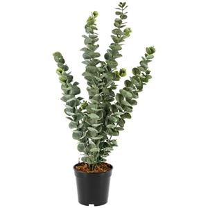 Eucalyptusplant Haruko; 20x20x51 cm (LxBxH); groen/zwart