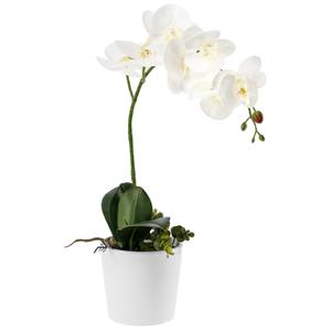 Orchidee Anam; 46 cm (H); wit/groen