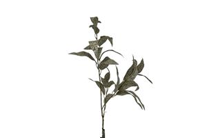 Countrylifestyle Kunst tak Eucalyptus Bohemian groen 115 cm