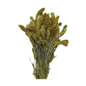 Countrylifestyle Bunch Setaria Sleeved L