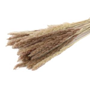Countrylifestyle Bunch Fluffy Pampas L