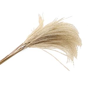 Countrylifestyle Bundle Grass