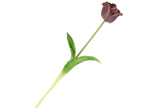 Homebound Kunst Tulp open real touch aubergine