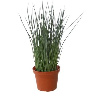Louis Maes Groene grasplant Pennisetum kunstplant in bruine kunststof pot 29 cm -