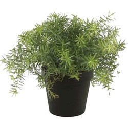 Emerald Kunstplant Asparagus - groen - in zwarte pot - 25 cm -