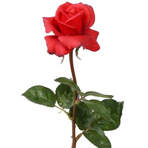 TopArt Kunstbloem roos Caroline - rood - 70 cm - zijde - kunststof steel - decoratie bloemen -