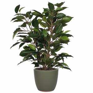 Mica Decorations Groene ficus kunstplant cm met plantenpot dennengroen D13.5 en H12.5 cm -