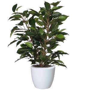 Mica Decorations Groene ficus kunstplant cm met plantenpot glanzend wit D13.5 en H12.5 cm -