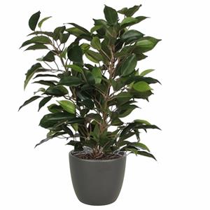 Mica Decorations Groene ficus kunstplant cm met plantenpot mat antraciet grijs D13.5 en H12.5 cm -